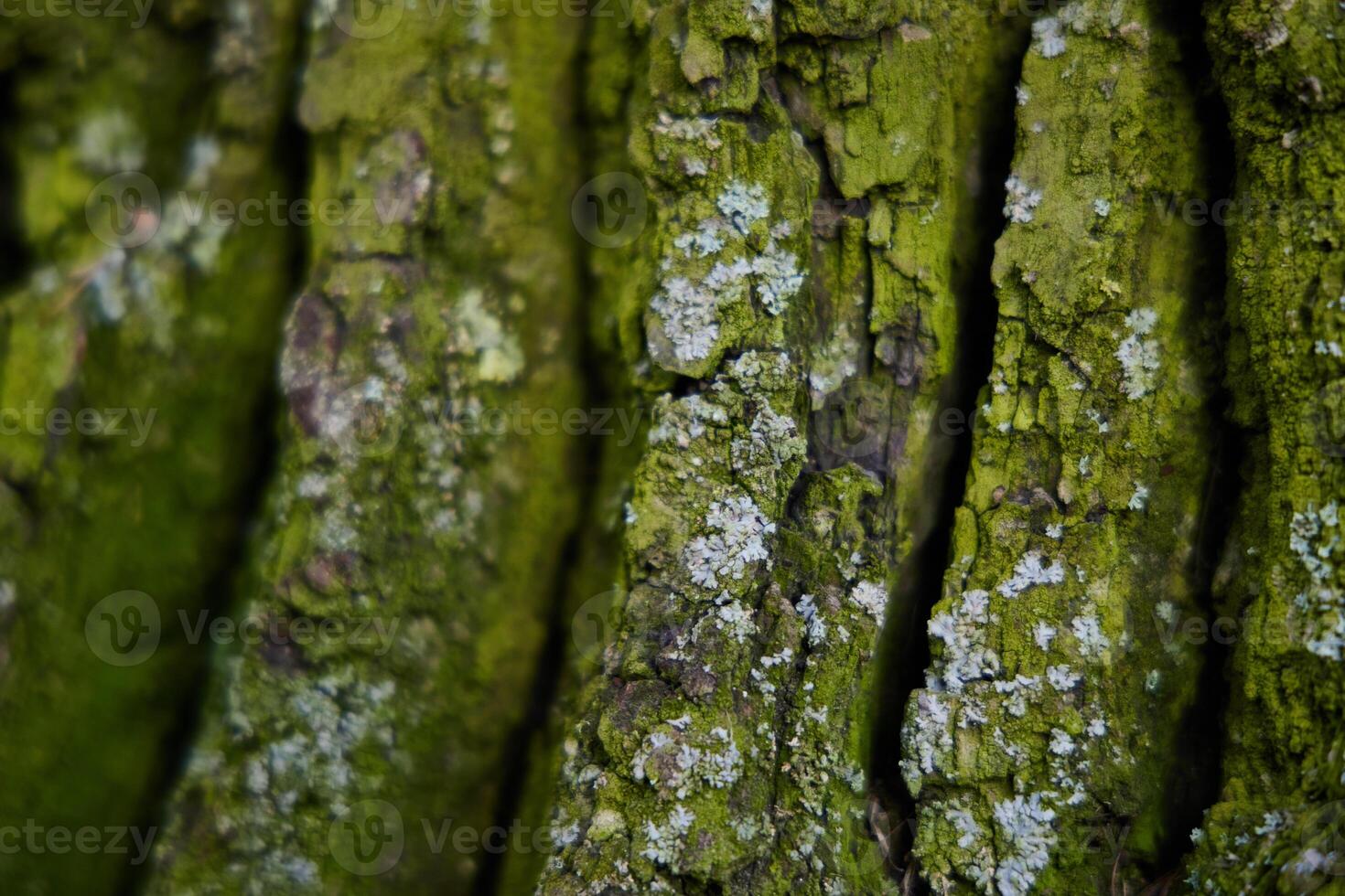 Closeup view of beautifully textured tree bark adorned with vibrant moss and lichen photo