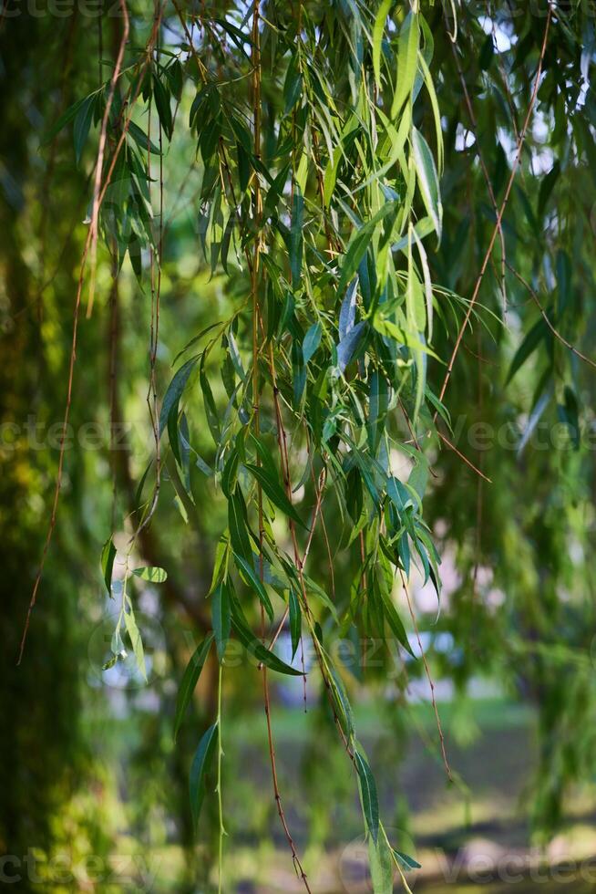 The Lush Green Willow Leaves are Hanging Gracefully from Their Branches in the Breeze photo