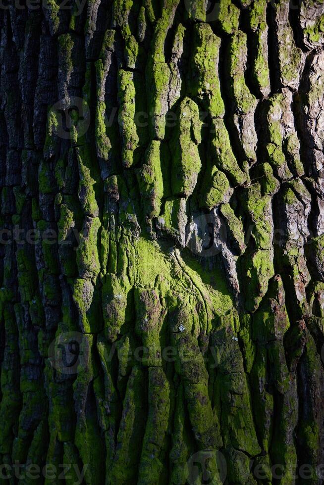 A CloseUp View of Textured Tree Bark Surrounded by Lush Green Moss and Natural Elements photo