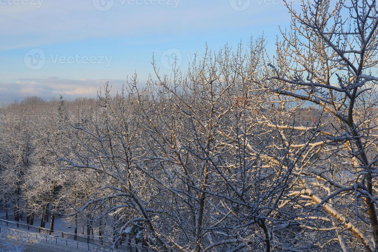 A stunning wintry landscape featuring frosted trees set against a brilliant blue sky photo