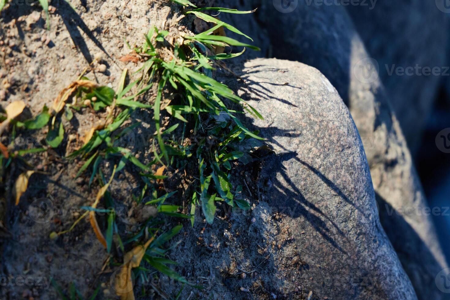 A CloseUp View of Grass and Rock Texture in a Beautiful Natural Setting Outdoors photo