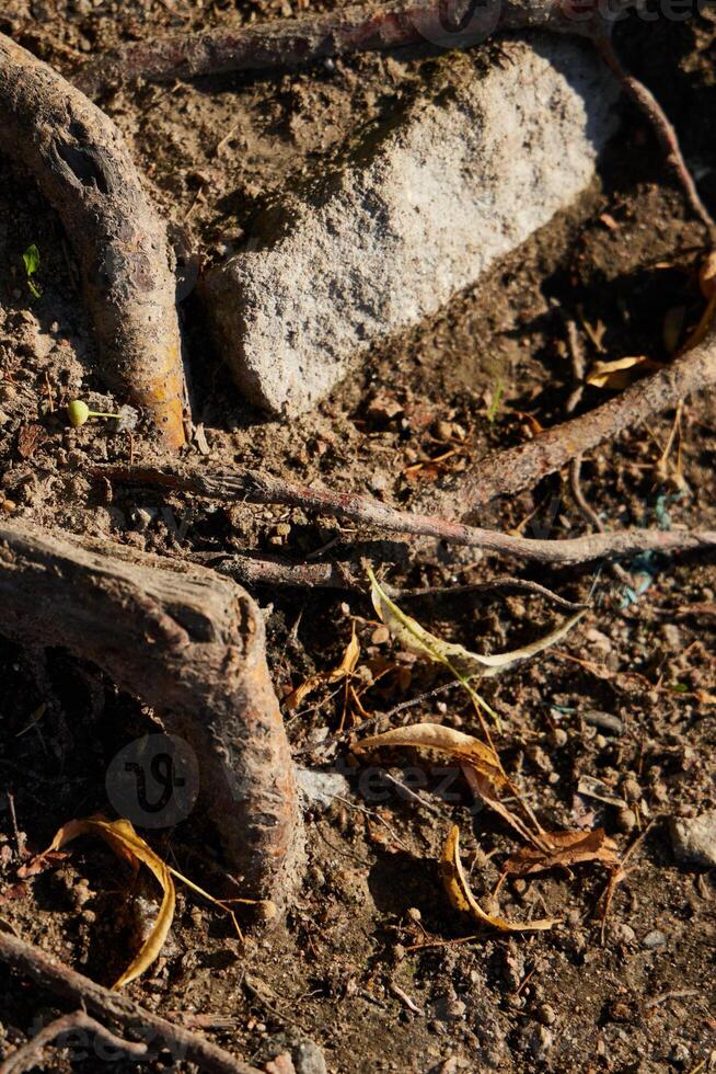 Exploring the Intricate Roots and Soil Texture Found Within a Natural Environment photo