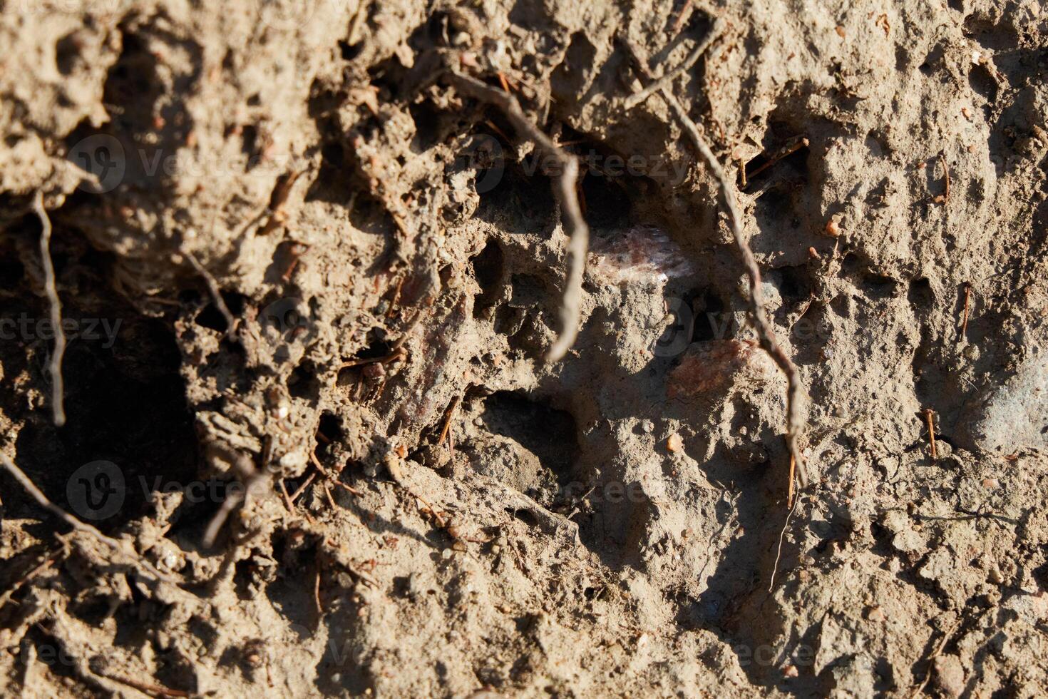 An InDepth and Detailed CloseUp of Earth, Roots, and Various Natural Textures Found in Soil photo