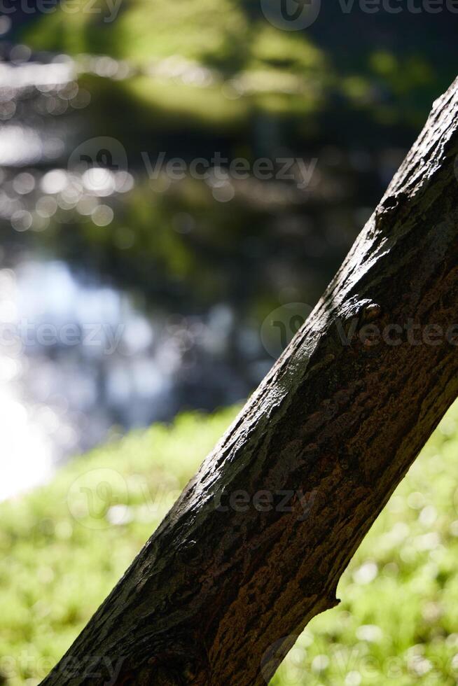 A tranquil nature scene featuring a beautifully sunlit tree with a serene water reflection photo