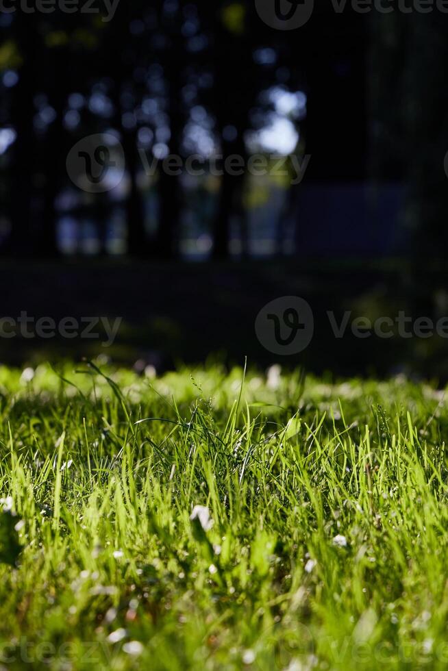 Lush and Vibrant Green Grass Bathed in Beautiful Natural Light of Daytime Conditions photo