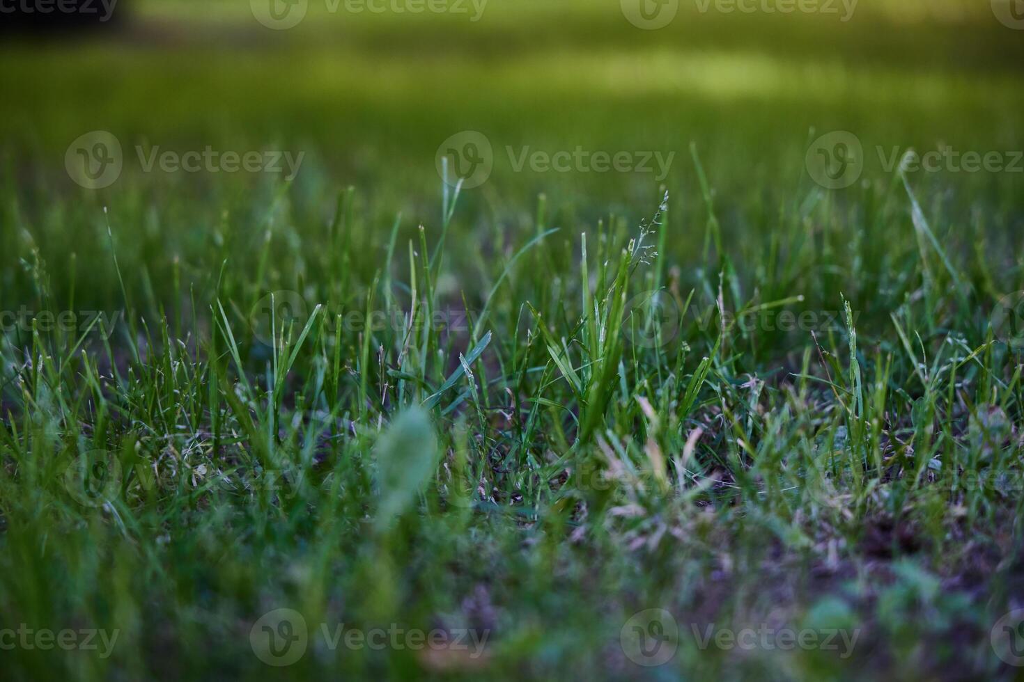 A Beautiful Lush Green Grass CloseUp in the Heart of Natures Abundant Landscape photo