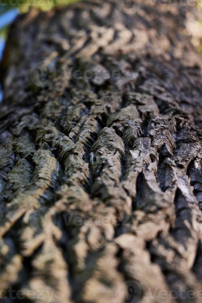 InDepth Examination of the Textural Features of Tree Bark Within Its Natural Environment photo
