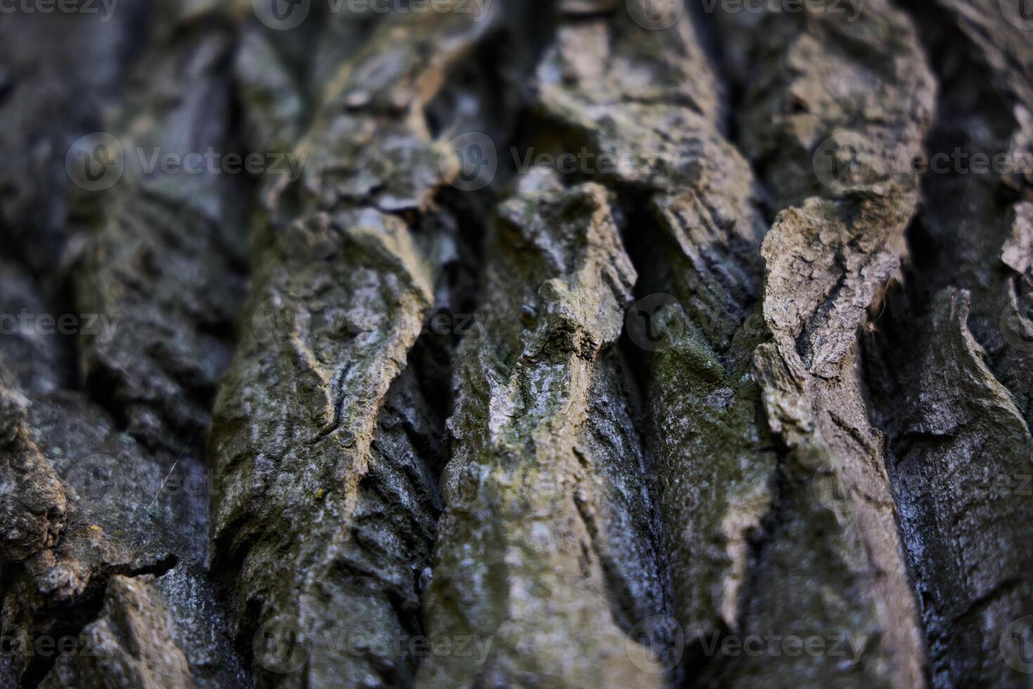 A Beautiful CloseUp Photograph Showcasing the Textured Tree Bark and Its Unique Patterns photo