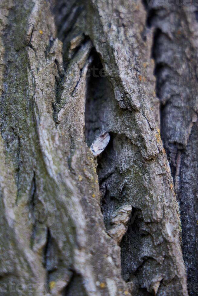 CloseUp View of Textured Tree Bark with Hidden Intricate Details Revealed Up Close photo