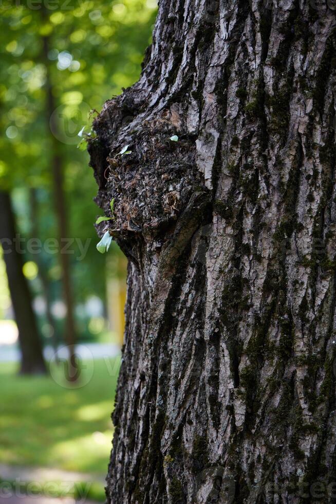 The Fascinating Face of Nature An Exquisite Unique Tree Bark Texture and Its Splendor photo