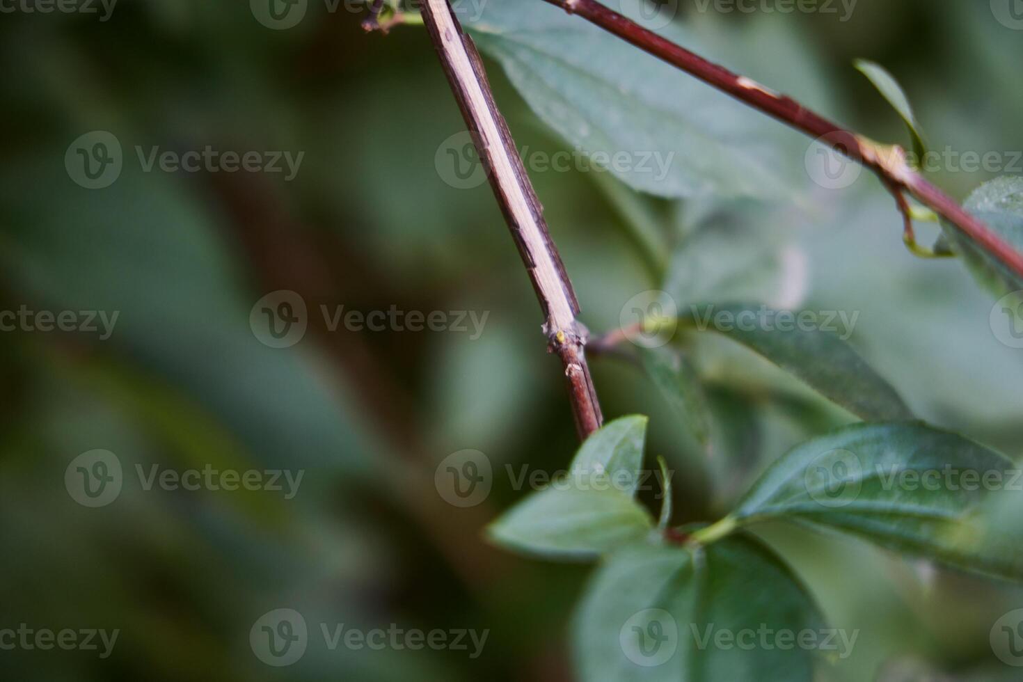 A Detailed CloseUp View of Green Leaves and Their Stem Captured in Natures Beauty photo
