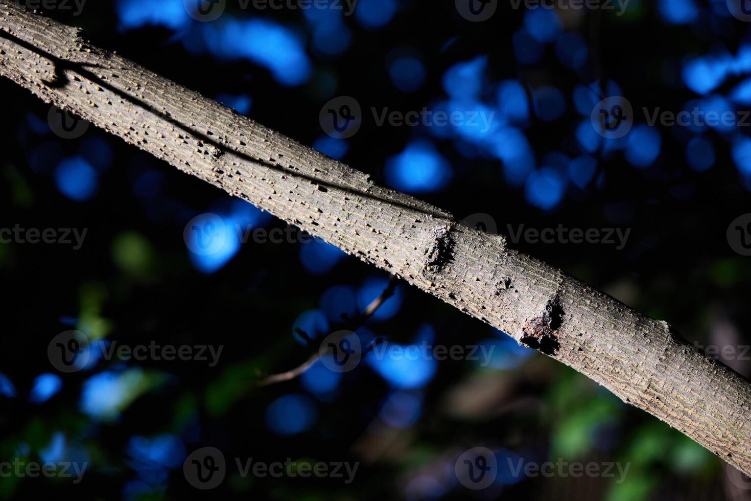 Natures Serenity A CloseUp of a Tree Branch Capturing Its Intricate Beauty and Calmness photo
