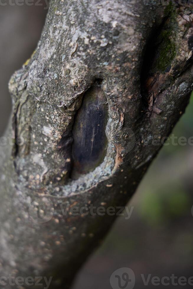 Closeup view of a trees bark, highlighting its intricate texture and unique hollows photo