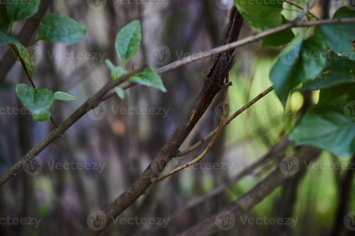 The Intricate Twigs, Lush Greenery, and the Abundant Natural Beauty Found in Natures Unique Design photo