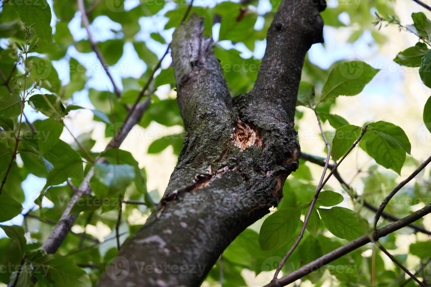 A closeup image of a tree branch showcasing fresh green leaves in vibrant detail and beauty photo