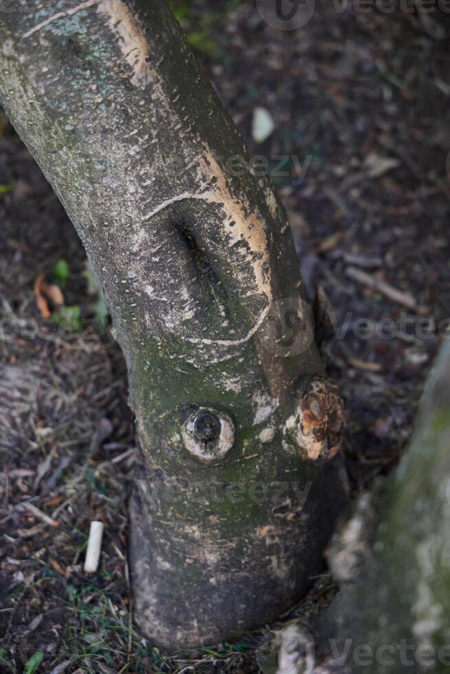 The Unique and Intricate Texture of a Tree Trunk Showcasing Natural Features Within Nature photo