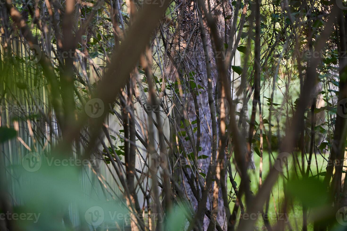 Experience the Serene Wilderness in Nature, where tranquility meets breathtaking scenery photo