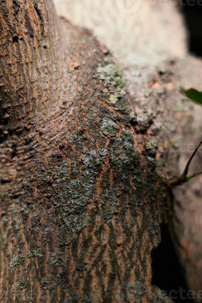 A CloseUp View of Textured Tree Bark Featuring Lichen and Unique Natural Patterns photo