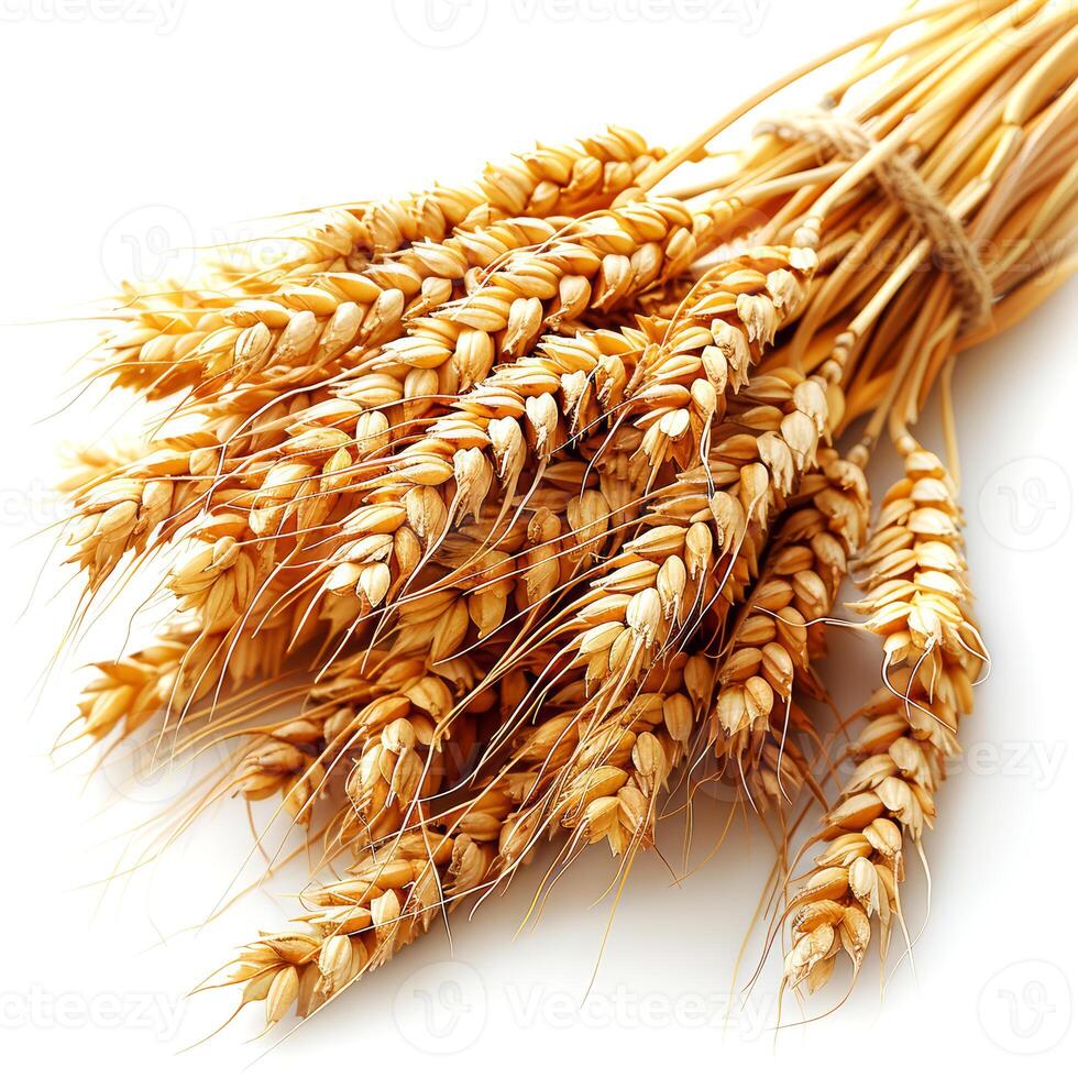 Ears of wheat isolated on white background closeup. Whole grain. photo