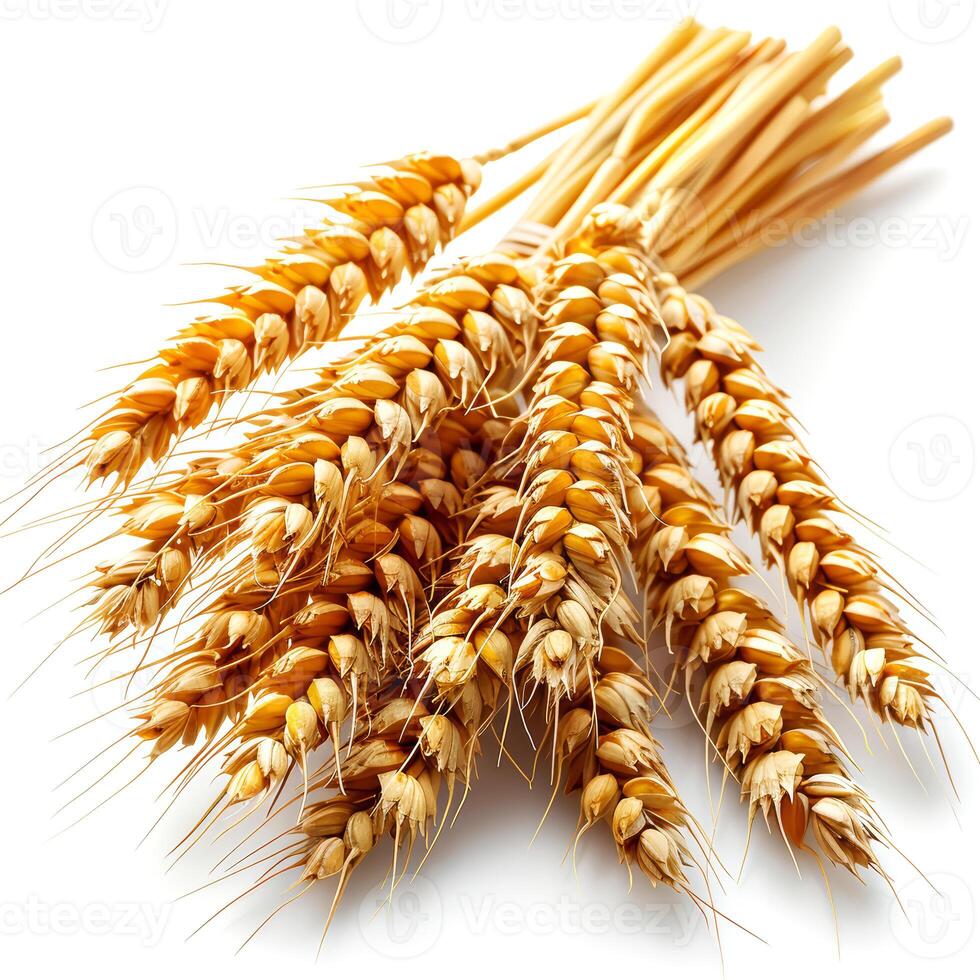 Ears of wheat isolated on white background close up. Golden ears of wheat. photo