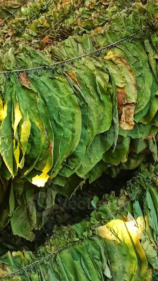 Tobacco leaves drying on the sun photo
