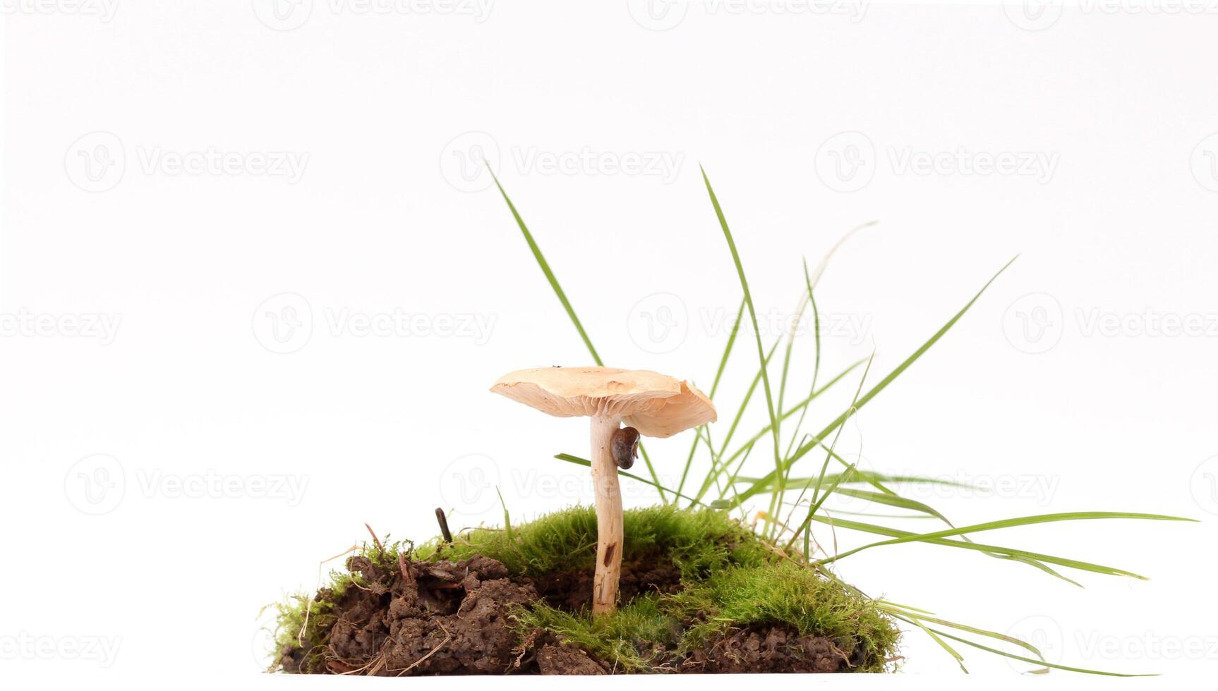 A mushroom growing in a small hole in the ground photo