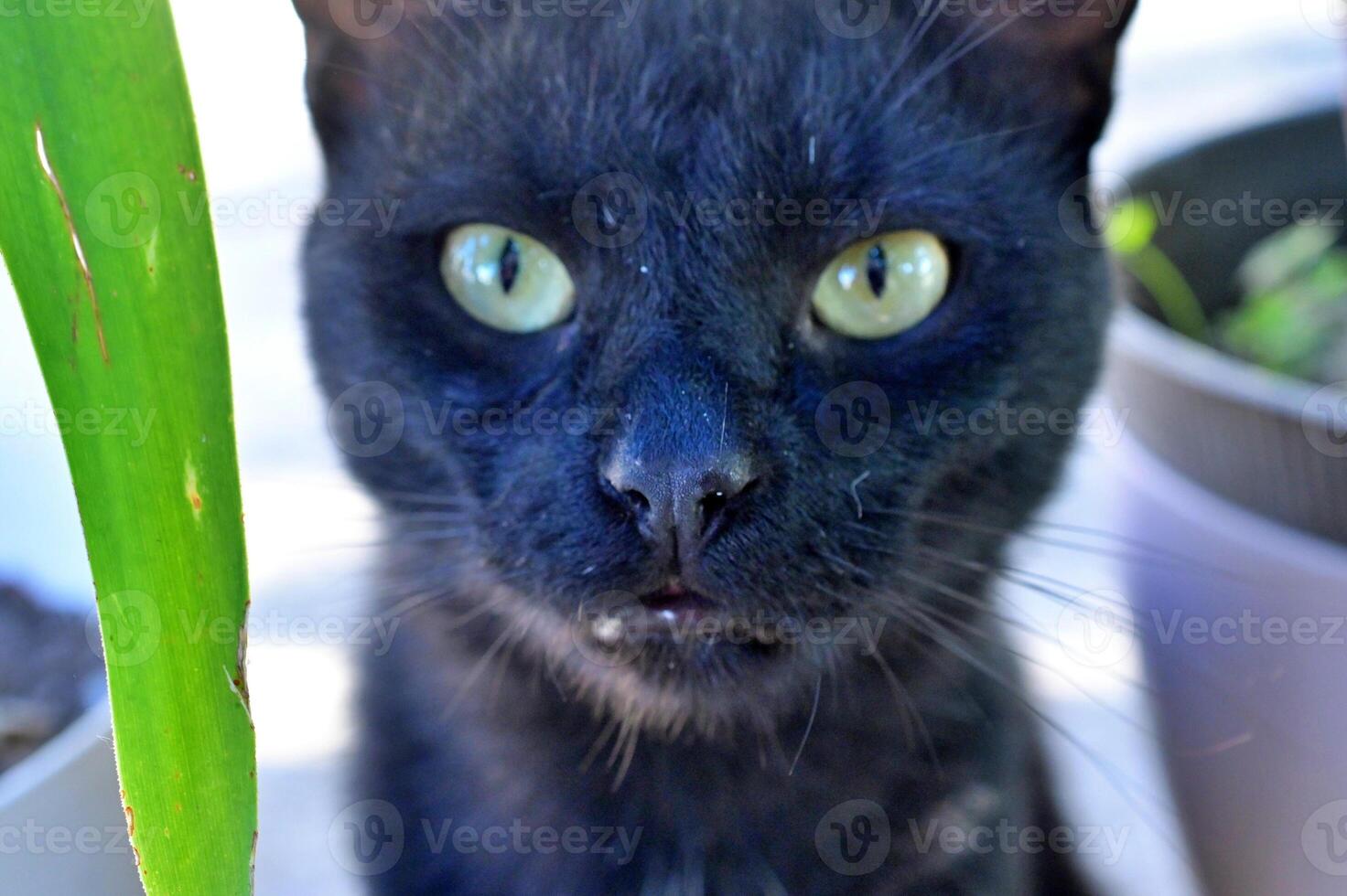 A black cat looking at the camera photo