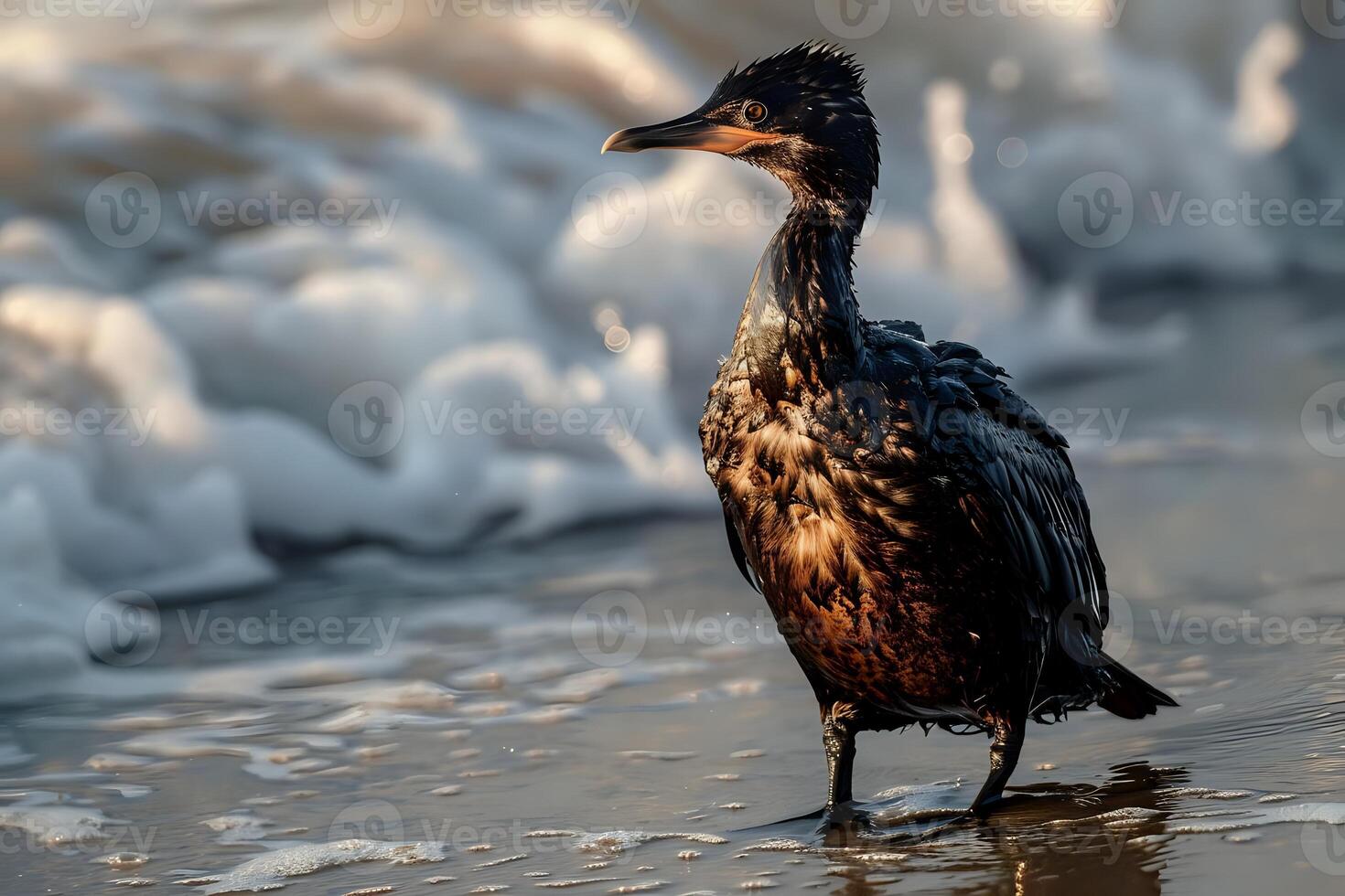 Coastal Bird Stands on Shoreline, Waves Crashing in Background, Wildlife at Golden Hour, Observing Ocean's Beauty, Serene Nature Scene, Majestic Creature, Bird's Elegant Posture, Dark Plumage photo