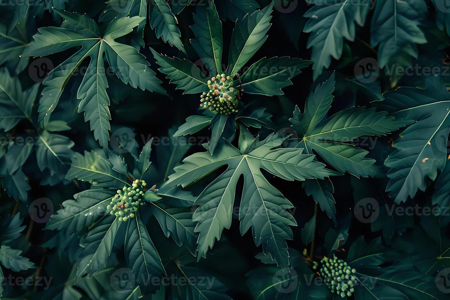 Exploring the Lush Greenery. A Close-Up View of Deep Green Leaves and Buds, Revealing Intricate Details of Nature's Design with Stunning Visuals and Captivating Textures. photo