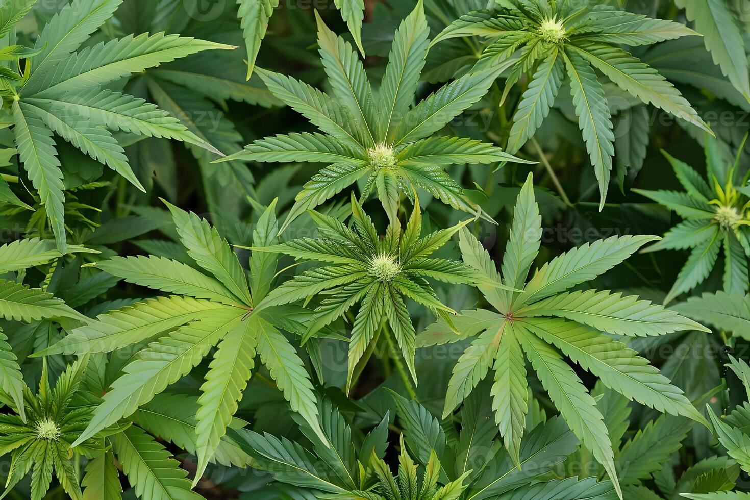 Cannabis Plants Flourish. Observing the Growth and Development of Cannabis Leaves, from Seedling to Mature Plant, with a Focus on Leaf Structure and Patterns in a Lush Green Garden Setting. photo