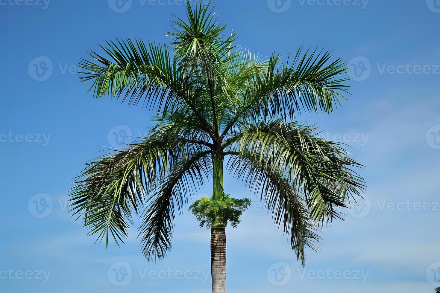 Majestic Palm Tree Reaching for the Azure Sky. A Vibrant Display of Tropical Flora Against a Clear Blue Canvas, Showcasing the Beauty of Nature's Design, A Symbol of Paradise Found. photo