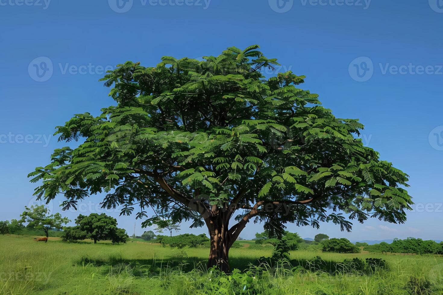 Lush Green Tree Stands Tall in a Verdant Meadow Under a Clear Blue Sky, Displaying Vibrant Foliage and Majestic Branches Against a Serene Background, Illustrating Nature's Beauty and Tranquility. photo