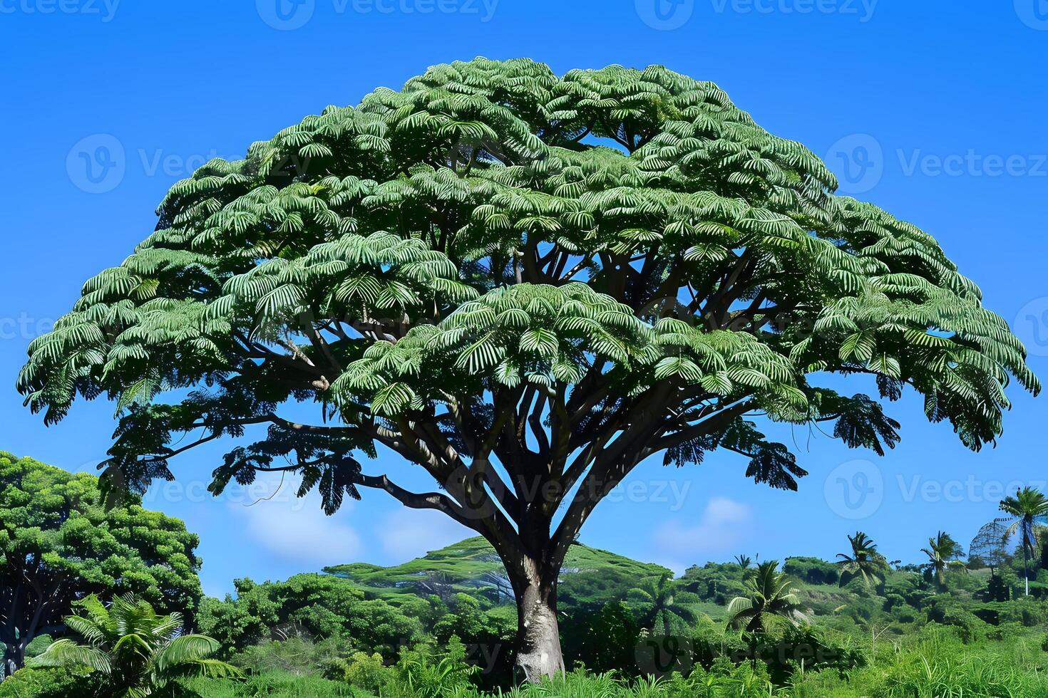 Majestic Tropical Tree Stands Tall Against Vibrant Blue Sky, Lush Green Foliage Creates a Peaceful Paradise Setting. Exotic Flora Flourishes in a Sunny Climate, Showing Natural Beauty and Tranquility. photo