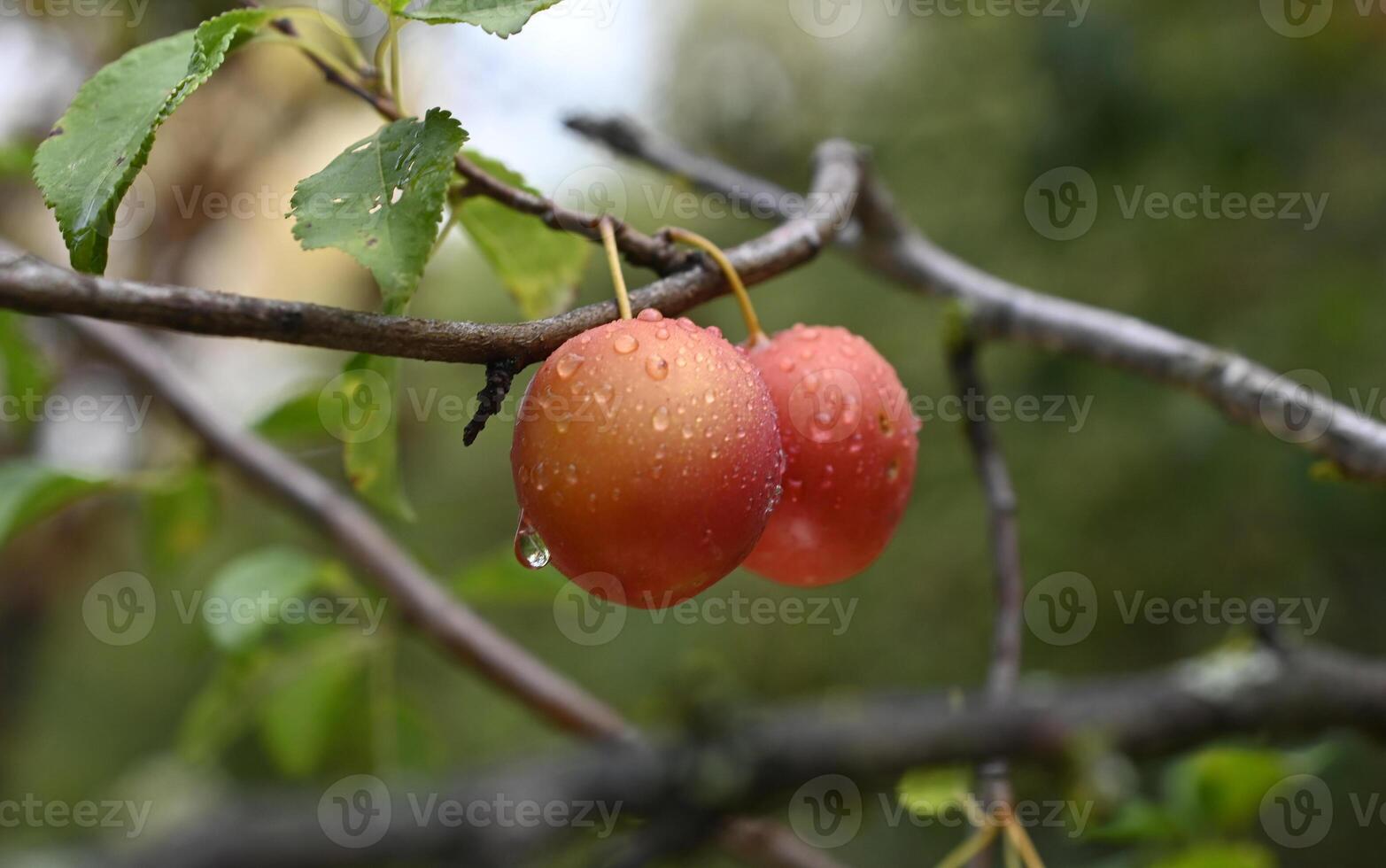 Two plums on a tree branch with water droplets photo