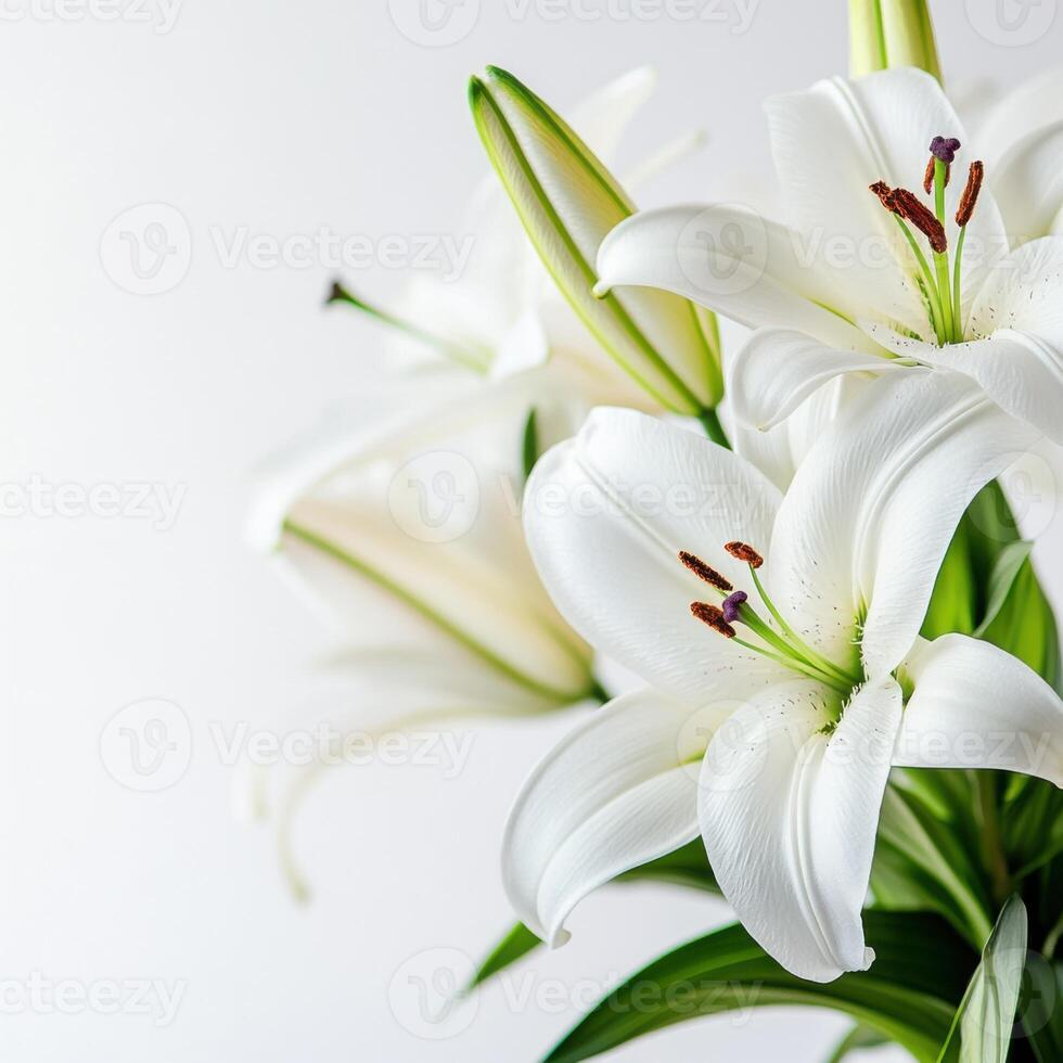 White lilies displayed beautifully against a plain background in a serene indoor setting photo