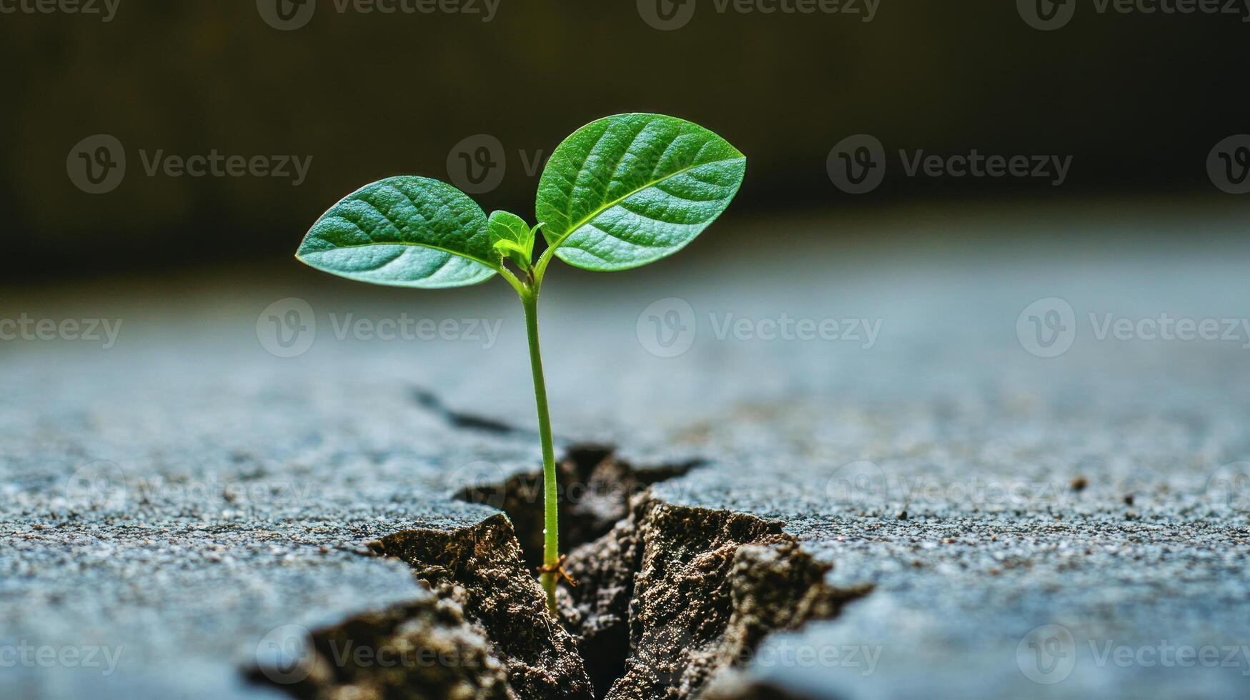 New life breaks through the tough surface, showcasing nature's strength in a concrete environment photo