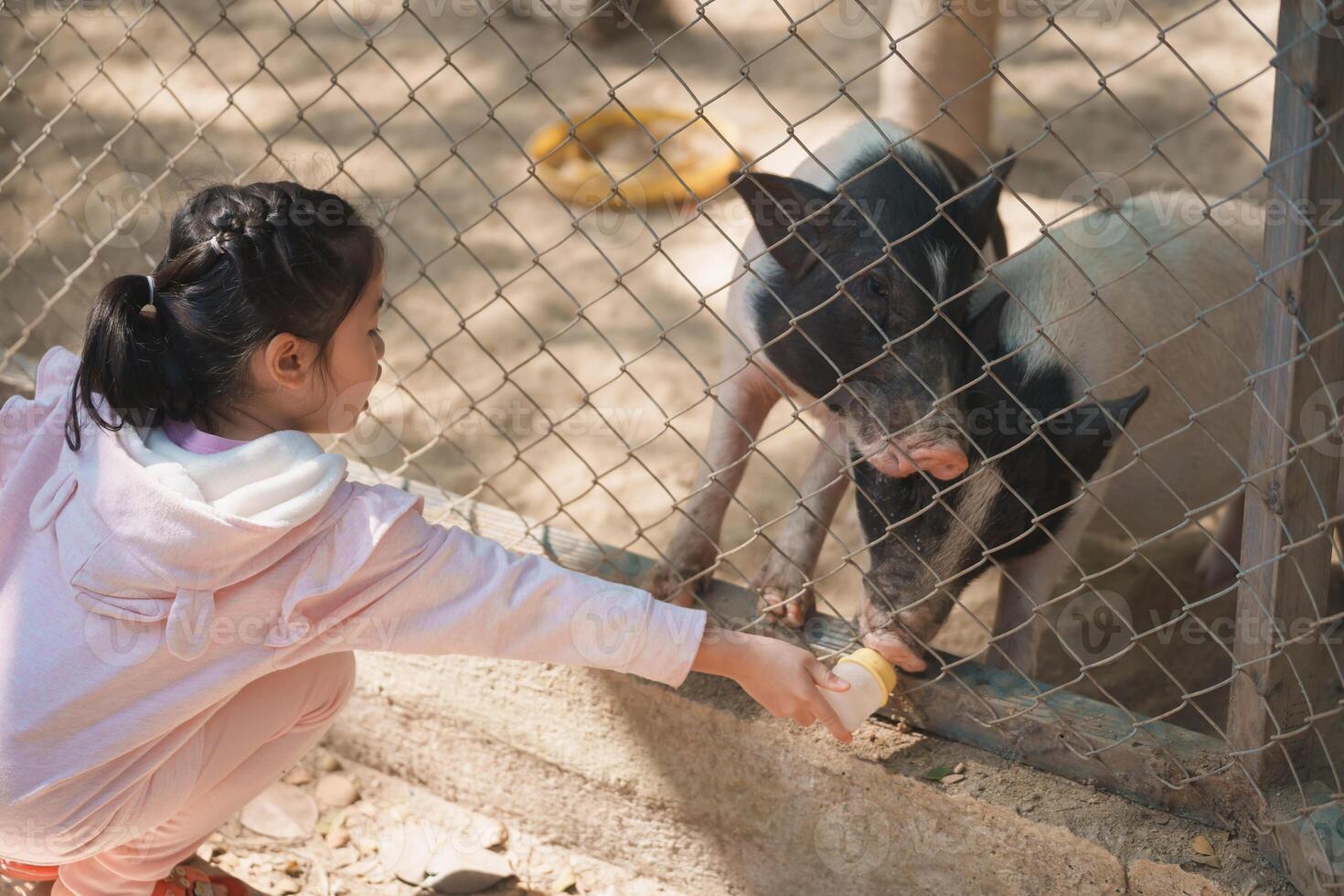 Asian young girl joyfully feeds adorable pigs at a farm, capturing the joyful interaction between children and animals in a natural, educational environment. photo