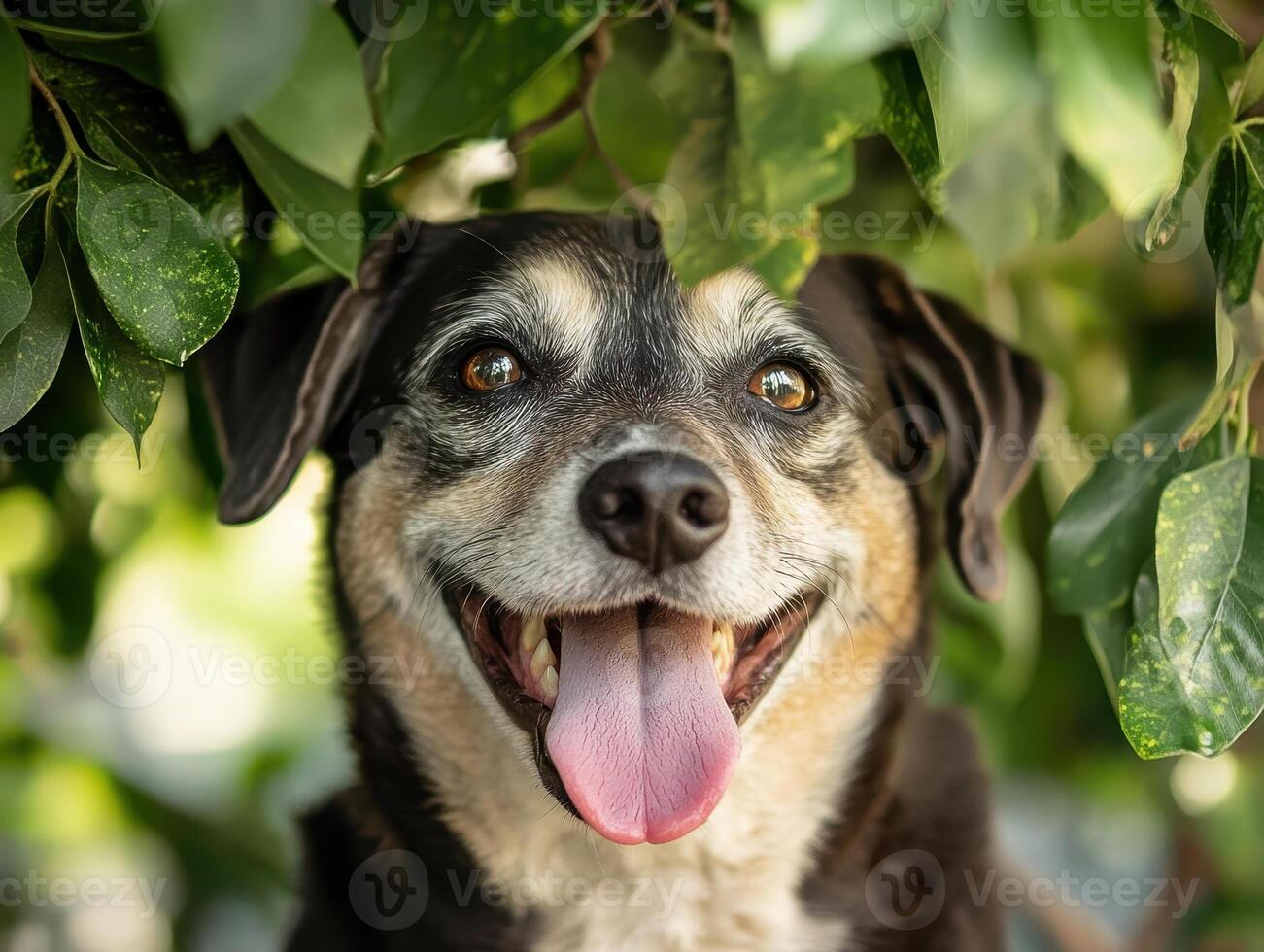 Happy dog resting under green leaves, tongue out, enjoying nature photo