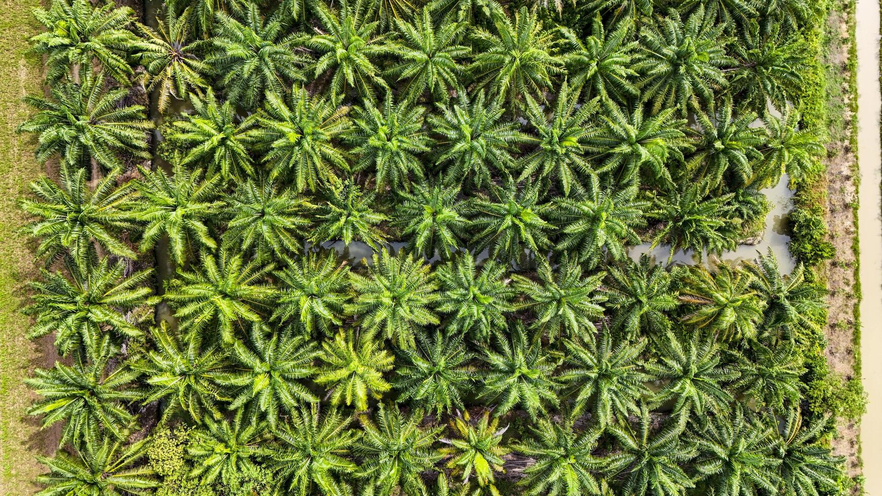 sustainable energy project featuring solar panels on a roof surrounded by tropical trees, highlighting renewable energy efforts and the integration of green technology into rural areas. photo