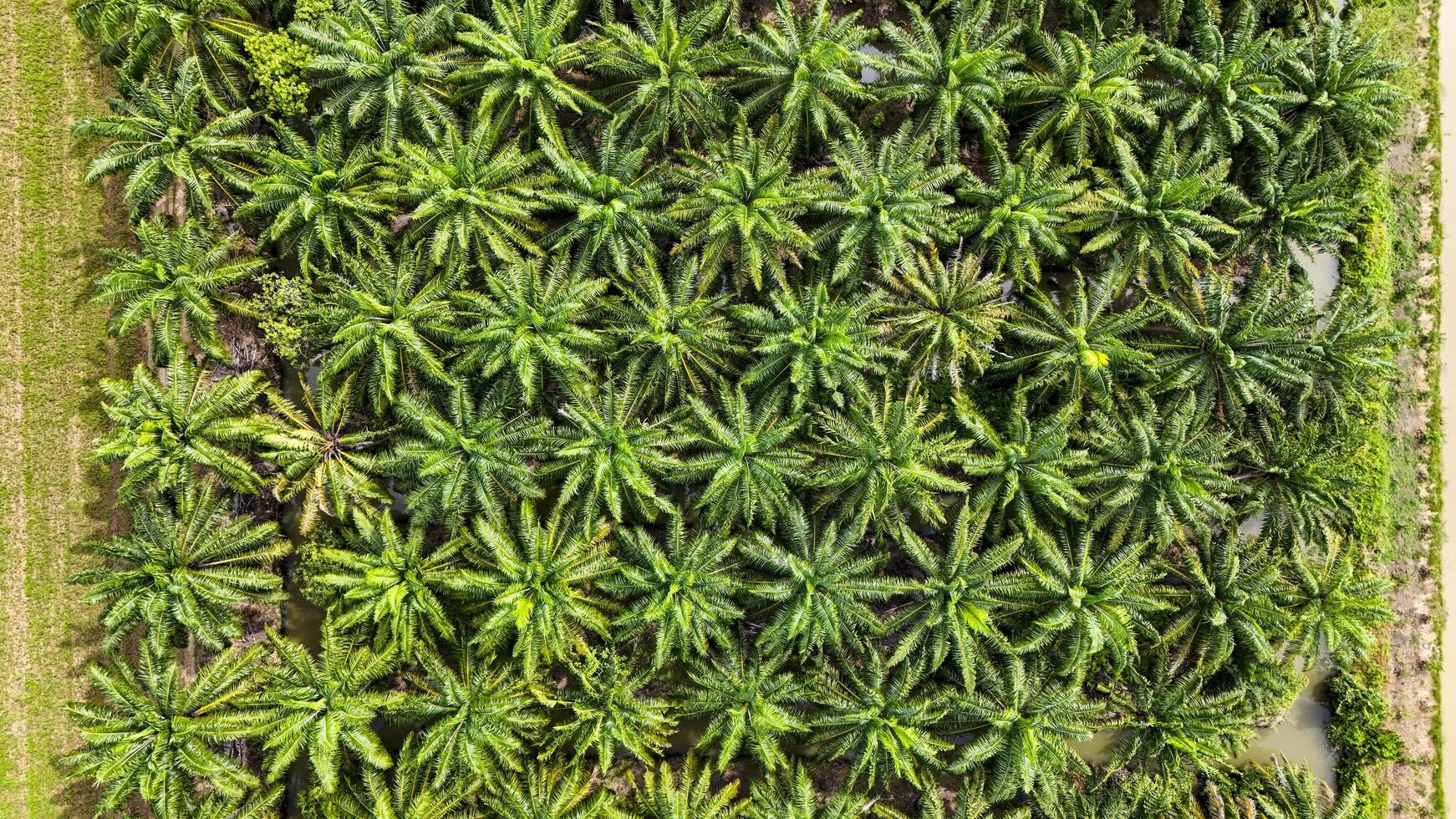 A sustainable energy project featuring solar panels on a roof surrounded by tropical trees, highlighting renewable energy efforts and the integration of green technology. photo