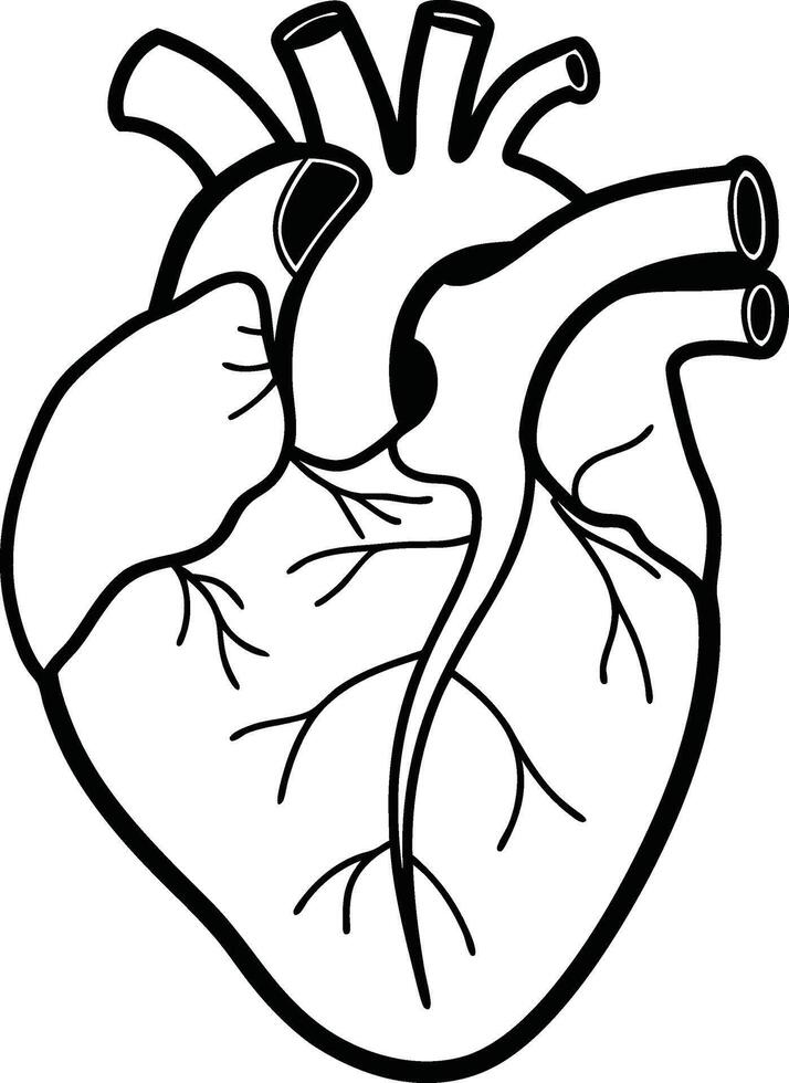 Anatomical Heart Silhouette for Educational Use vector