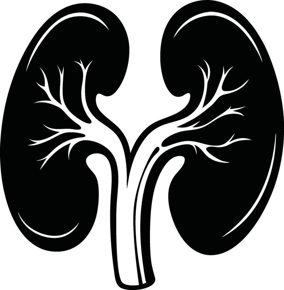 Simplified Kidney Silhouette Art vector