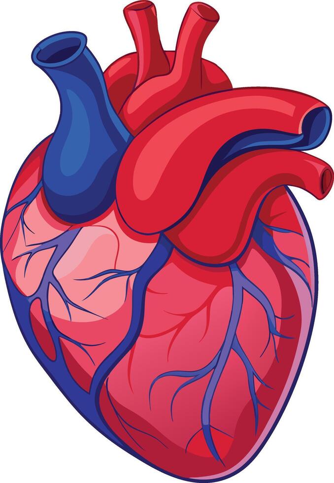 Minimalist Anatomical Heart Silhouette Art vector