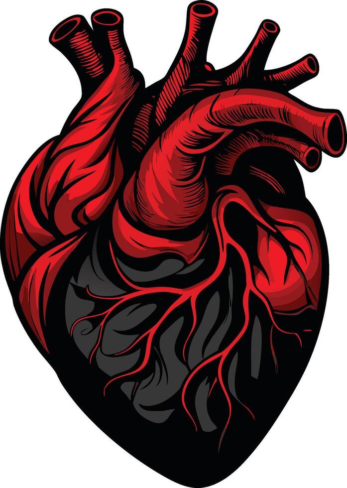 Anatomical Heart Silhouette vector