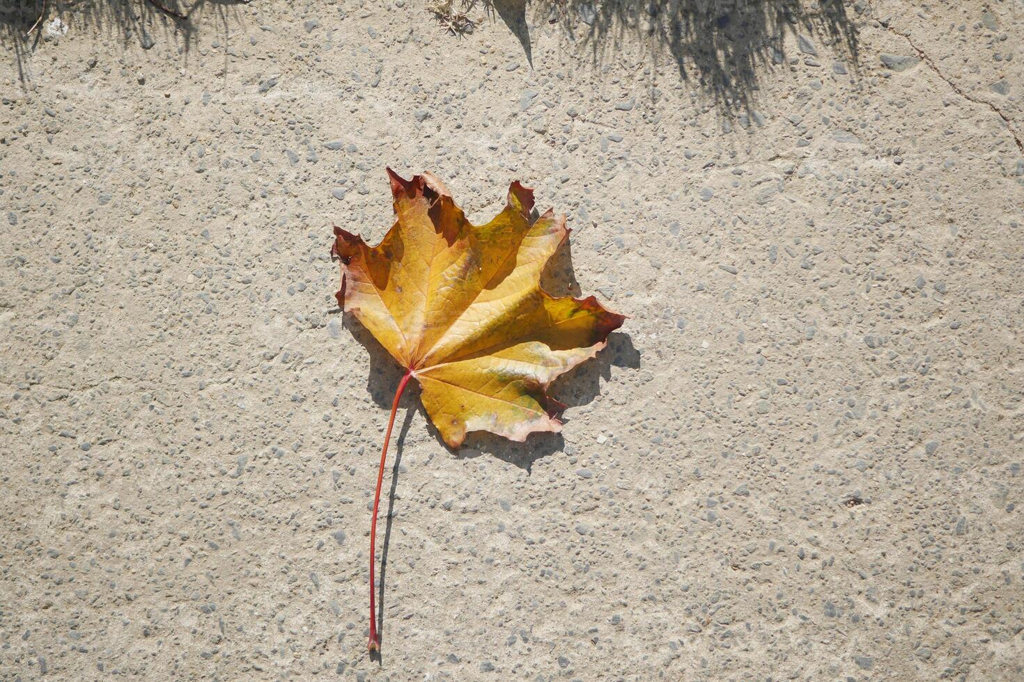 A Beautiful Autumn Leaf Resting on a Concrete Surface in Fall Season photo