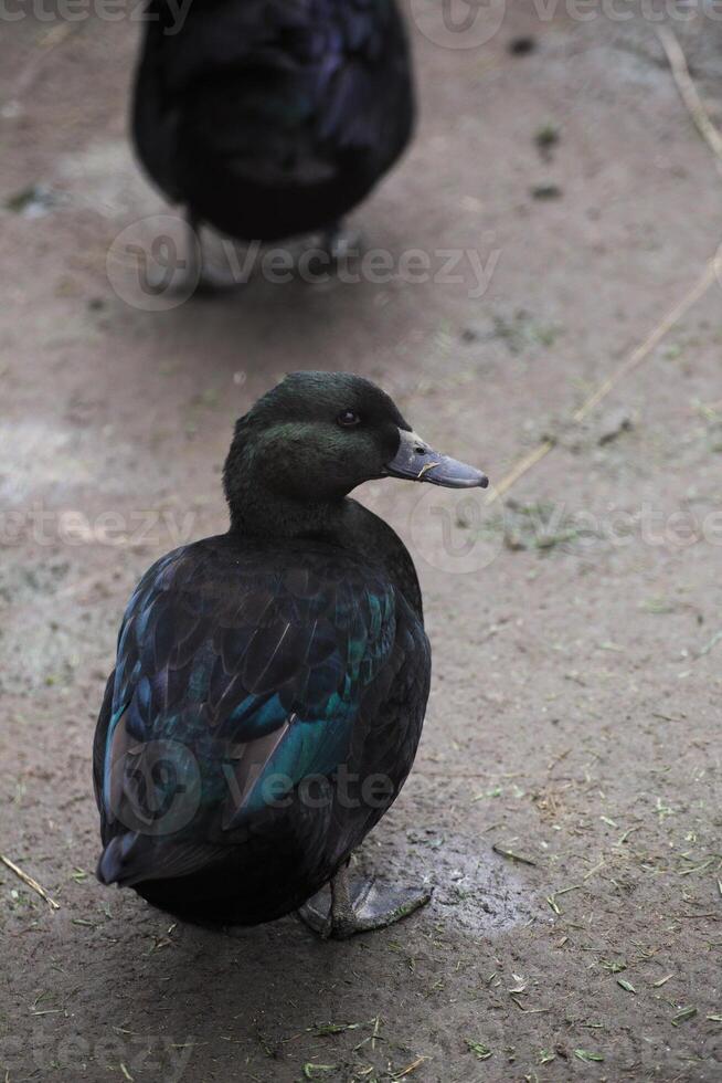 A duck of the old traditional breed of Pomeranian Ducks. photo