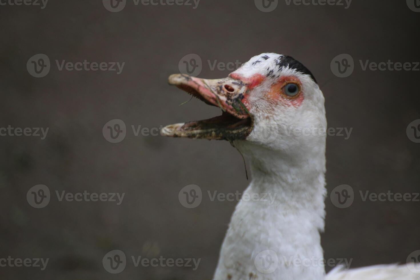A quacking young domesticated Muscovy Duck - Cairina moschata. photo