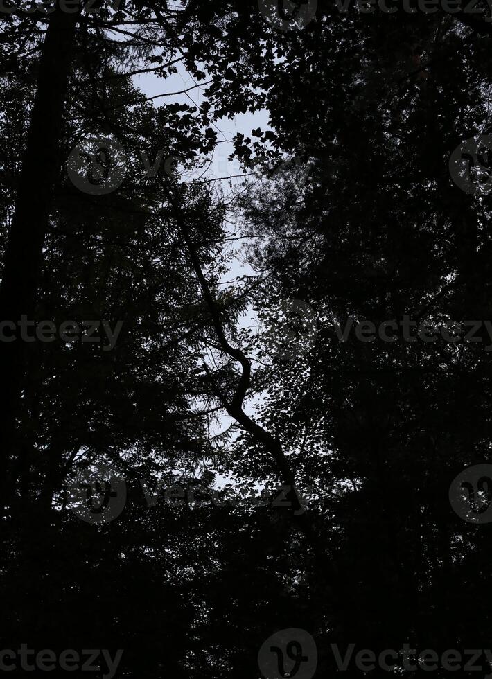 A gap in dark woods shows a bent tree silhouette. photo