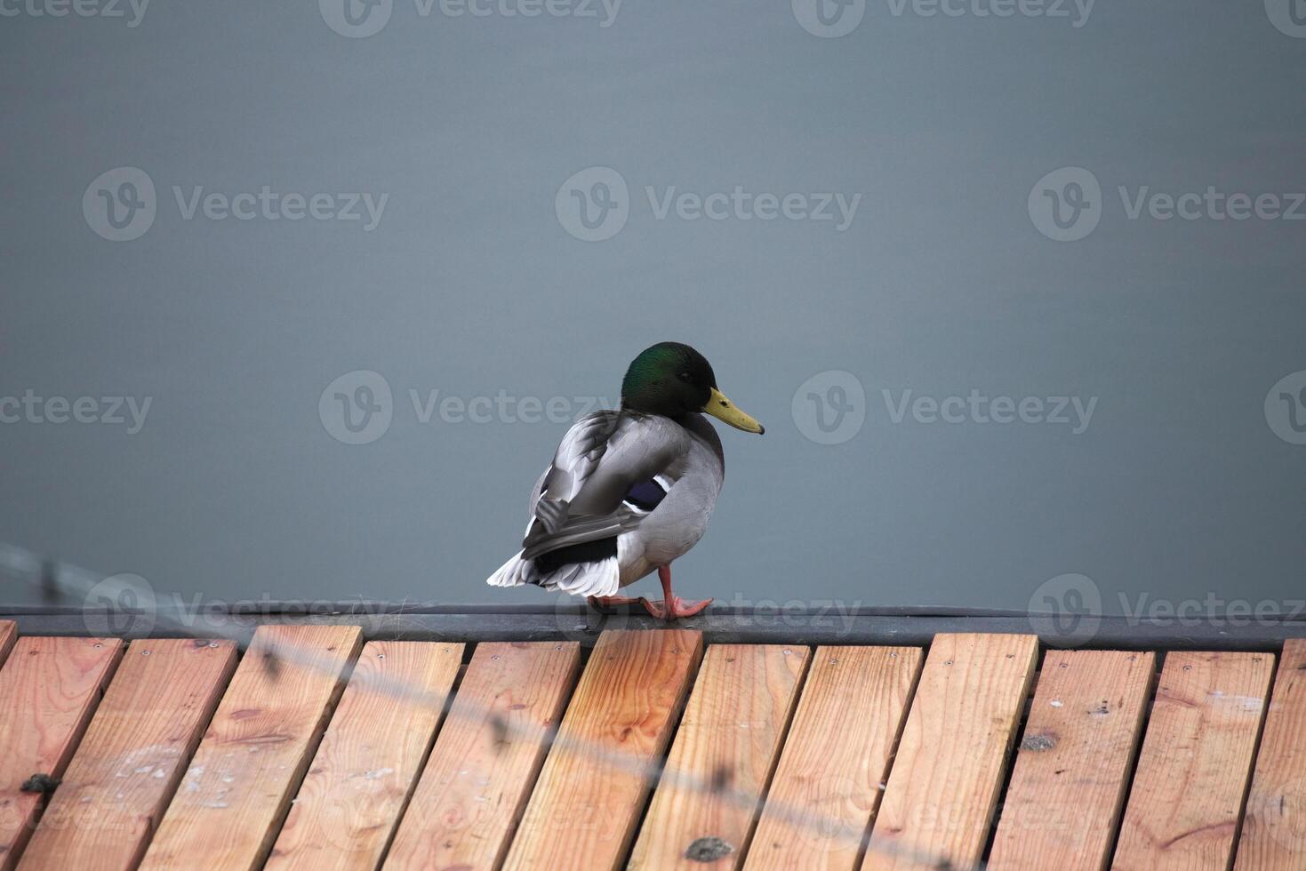 A male mallard standing on a boardwalk in front of water. photo
