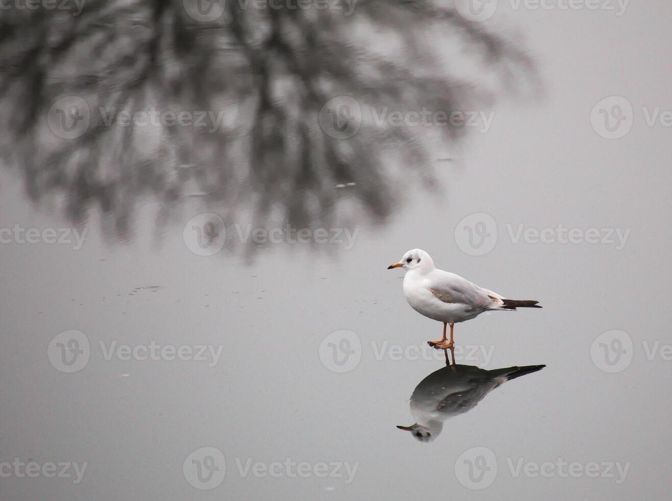 A young black-headed gull - Chroicocephalus ridibundus - walking on ice in winter. The reflection of a bare winter tree adds to the composition. photo
